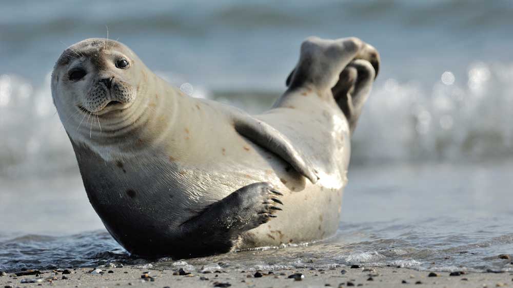 Common Seals Display Extraordinary Bioengineering The Institute for Creation Research